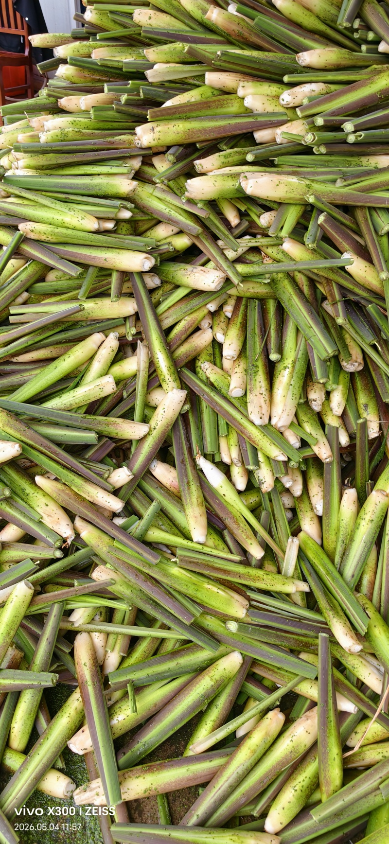 茭白