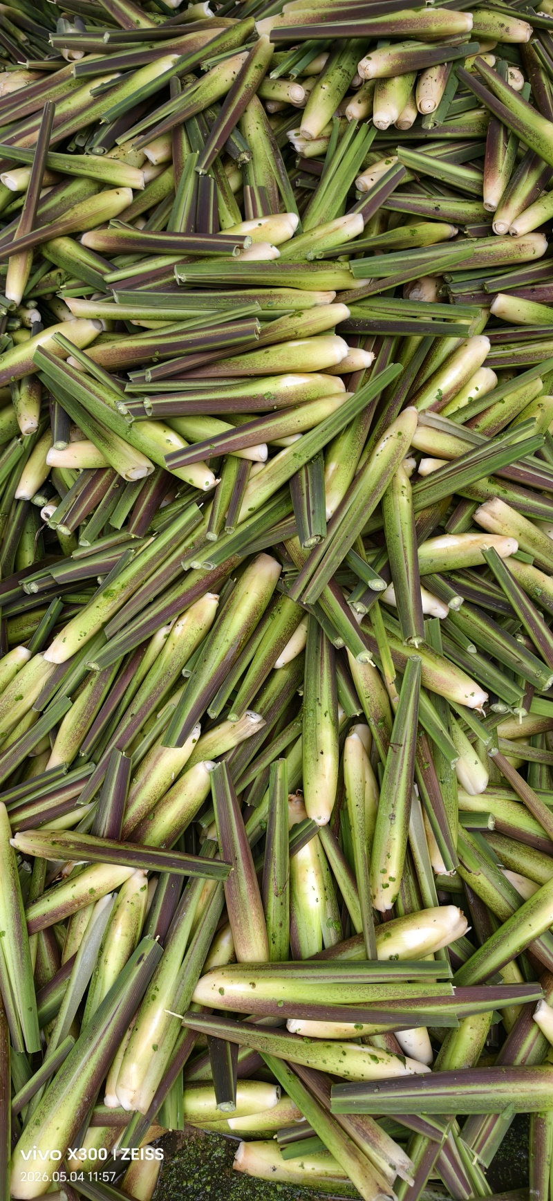 茭白