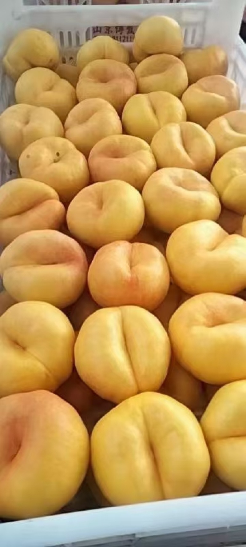 山东沂蒙山优质7-7油蟠桃，口感甜度**。