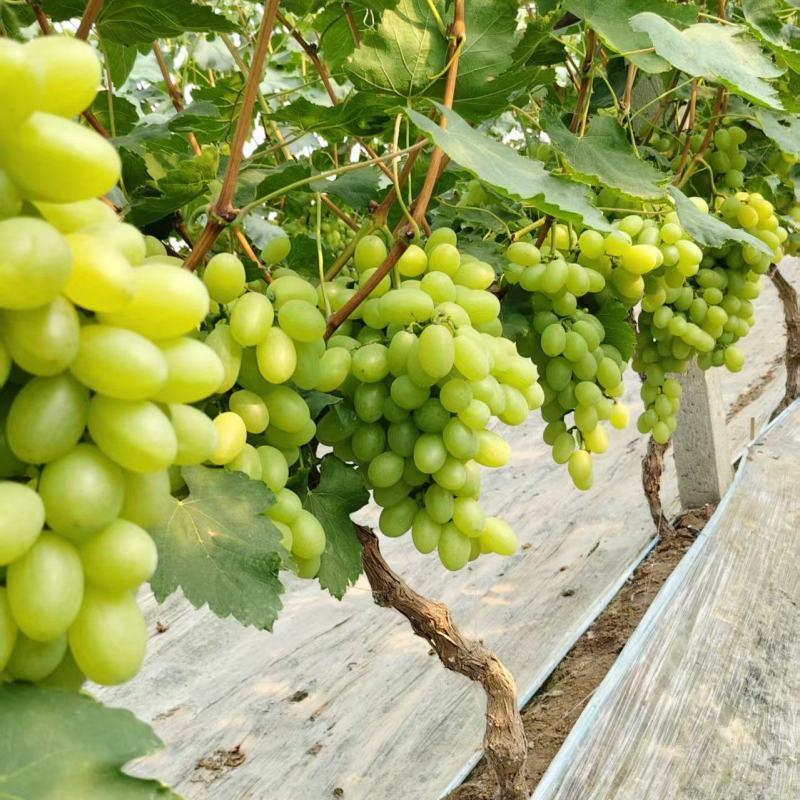 冷棚维多利亚奶油青提葡萄糖度高品质好价格美丽