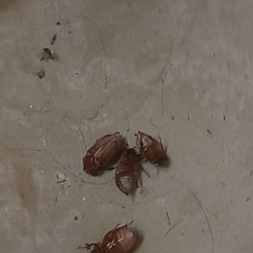 苍虫