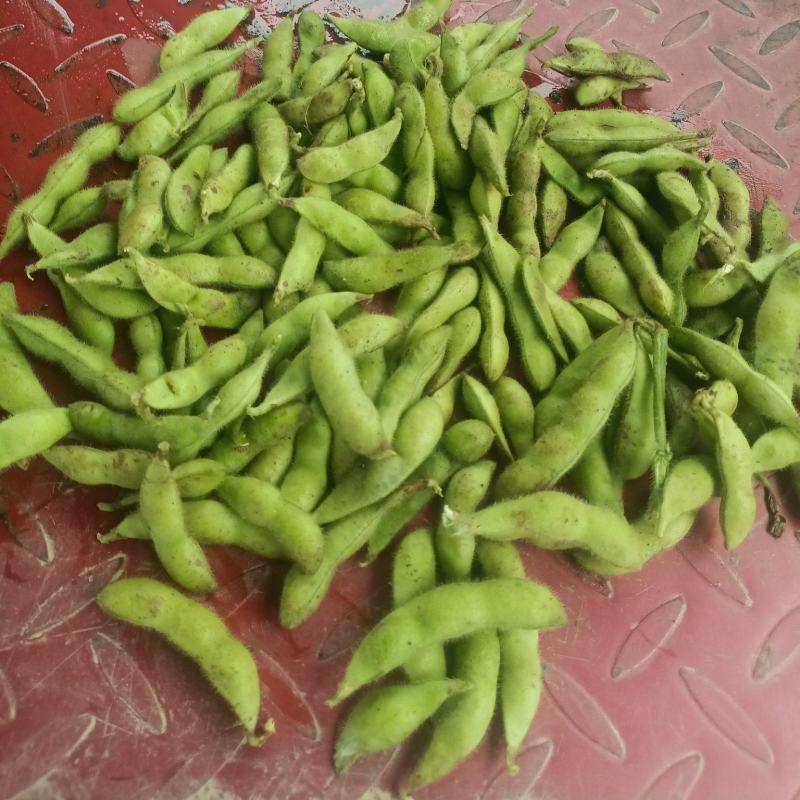 精品绿宝石，毛豆颗粒饱满清甜量大价优