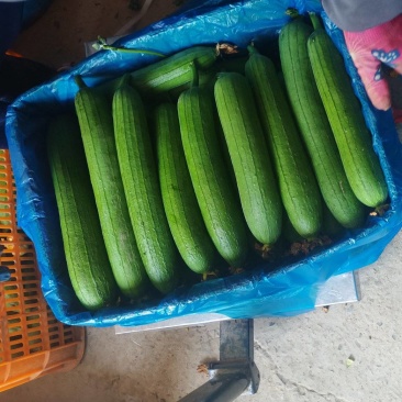 江苏南通精品油皮丝瓜，大棚现采，现货充足，平台可直接下单
