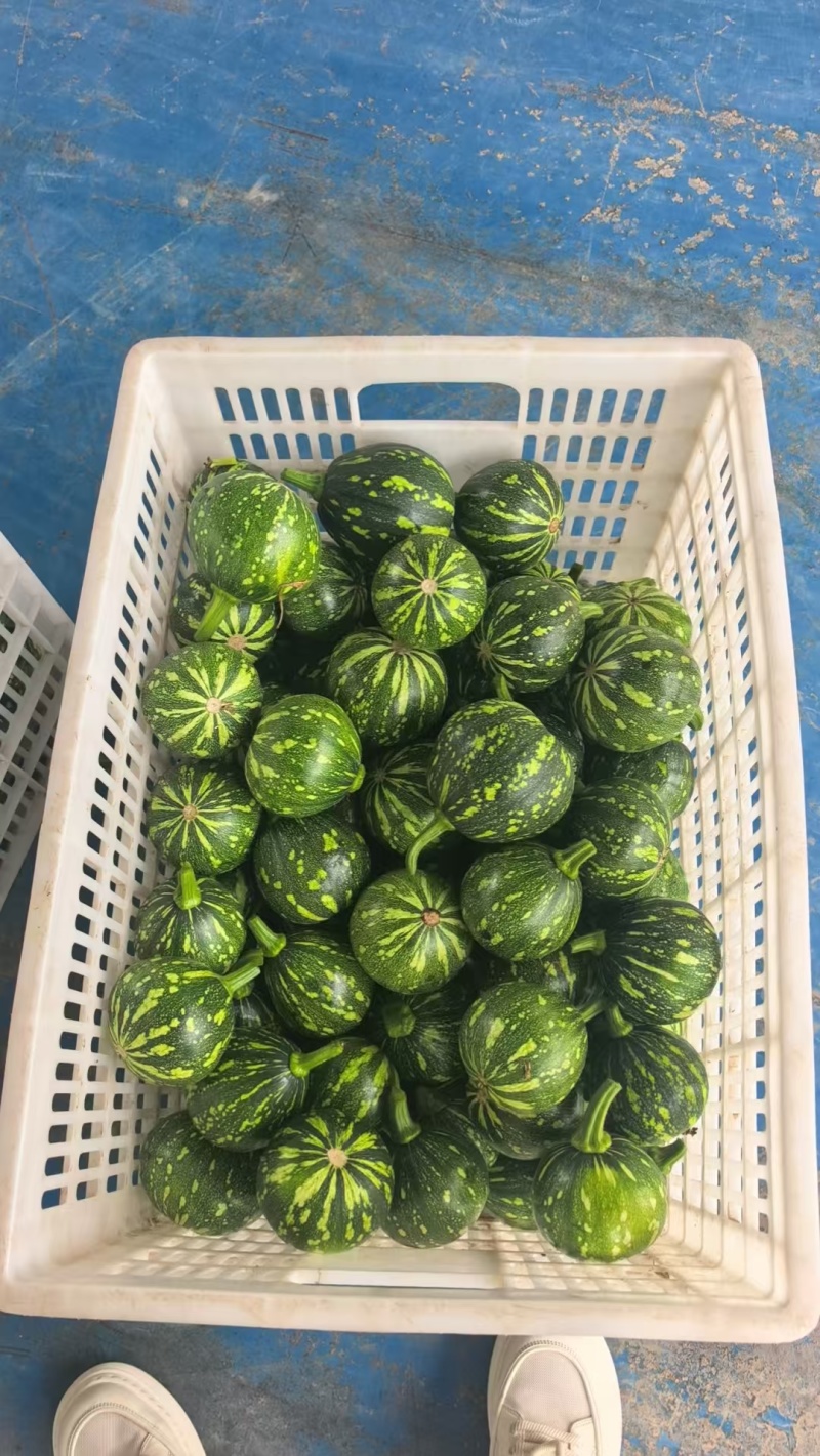 小嫩南瓜老南瓜蜜本南瓜都有货支持视频看货装货欢迎订购