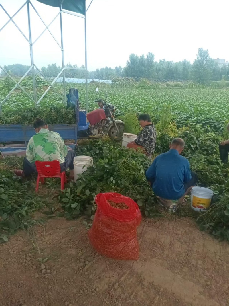 精品绿宝石，毛豆颗粒饱满清甜量大价优