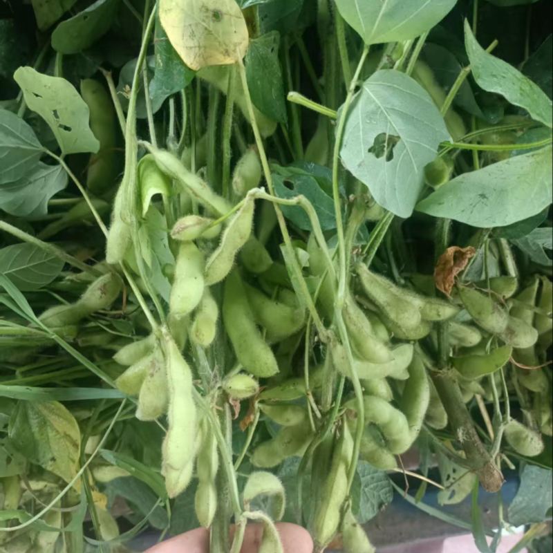 精品绿宝石毛豆现摘现发新鲜饱满产地直供
