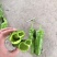 薄皮巨无霸，品质保证，产地直发，价格优惠，欢迎选购