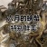 六月黄稻田蟹精选大闸蟹，只只肥大，对接超市电商批发市场