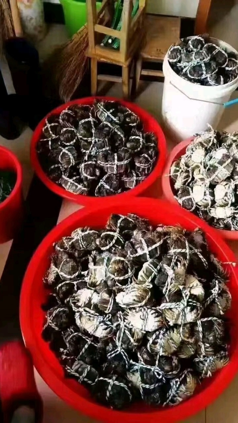 六月黄稻田蟹精选大闸蟹，只只肥大，对接超市电商批发市场