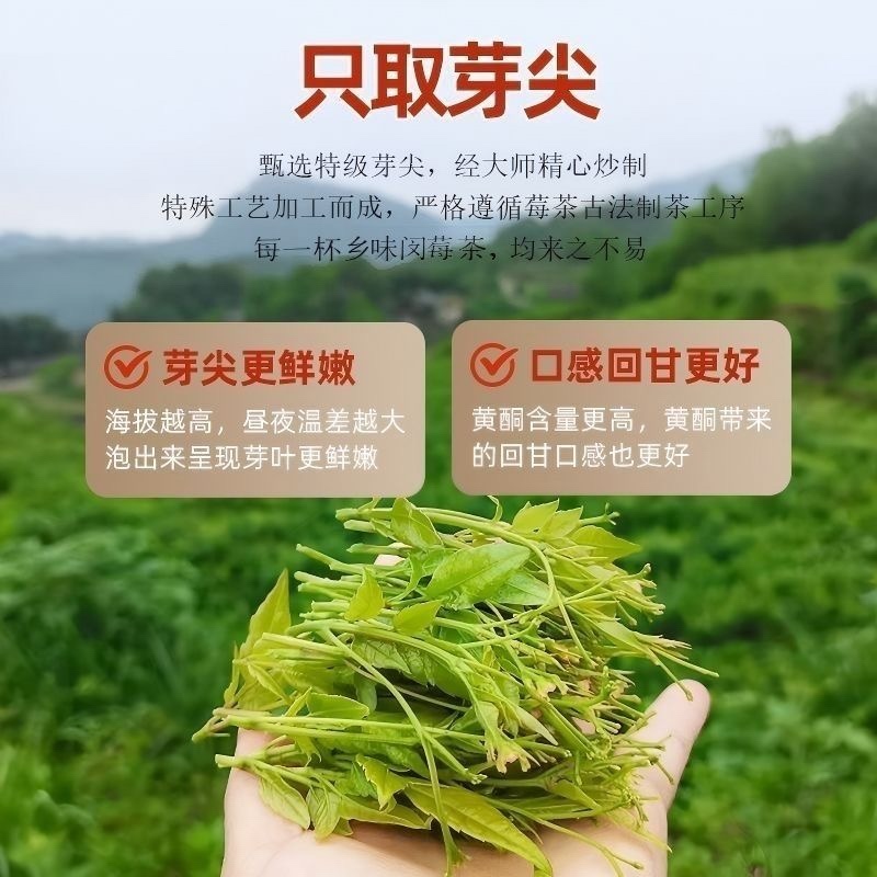 湖北恩施来风藤茶核心产区