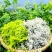 湖北恩施来风藤茶核心产区