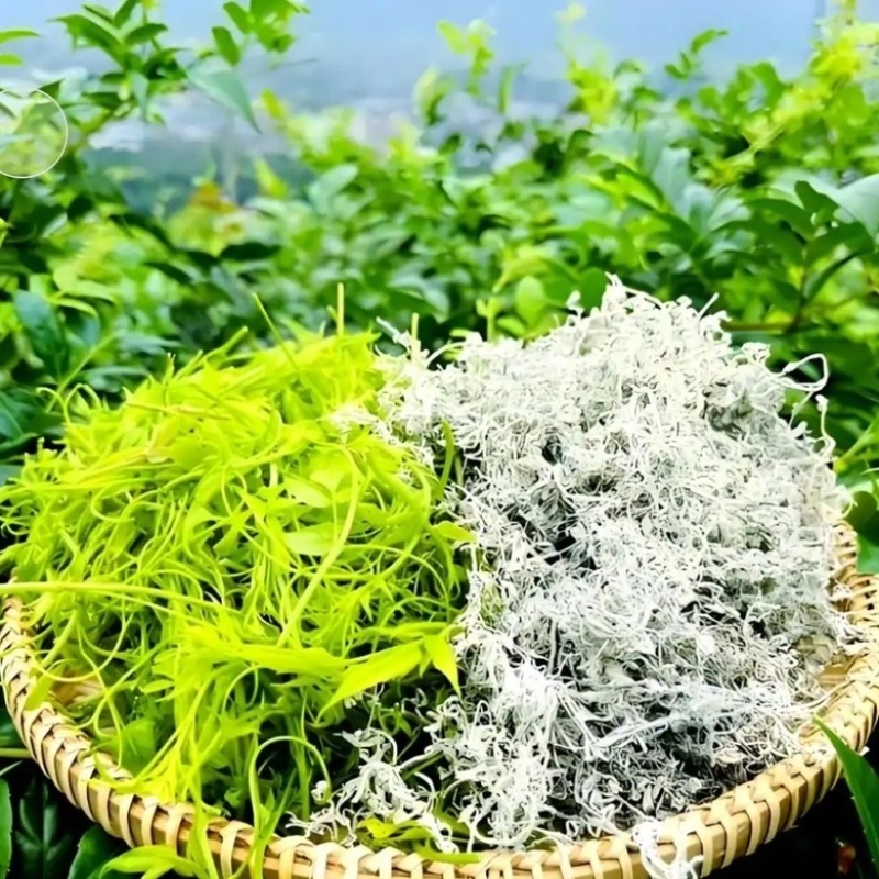 湖北恩施来风藤茶核心产区