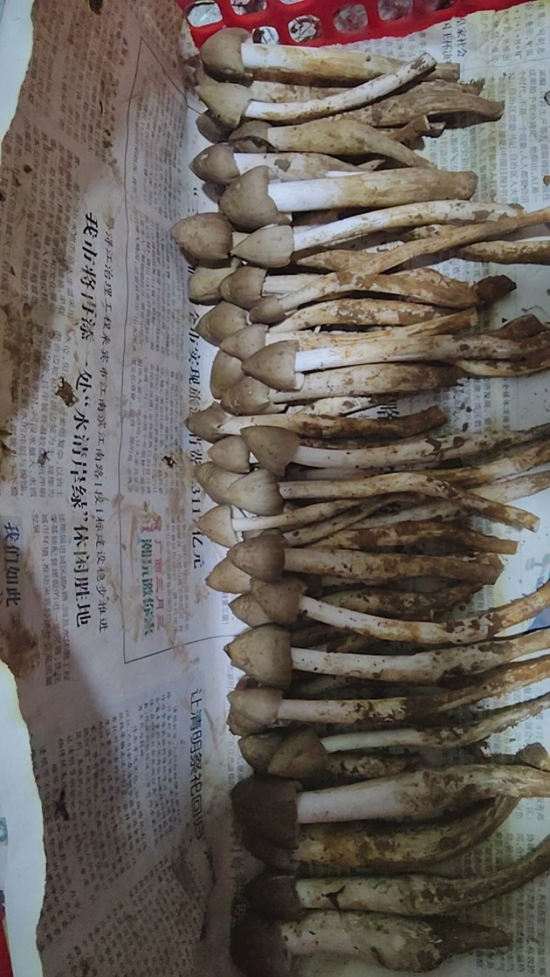 野生野生野生，夏至菇，荔枝菌，鸡枞菌