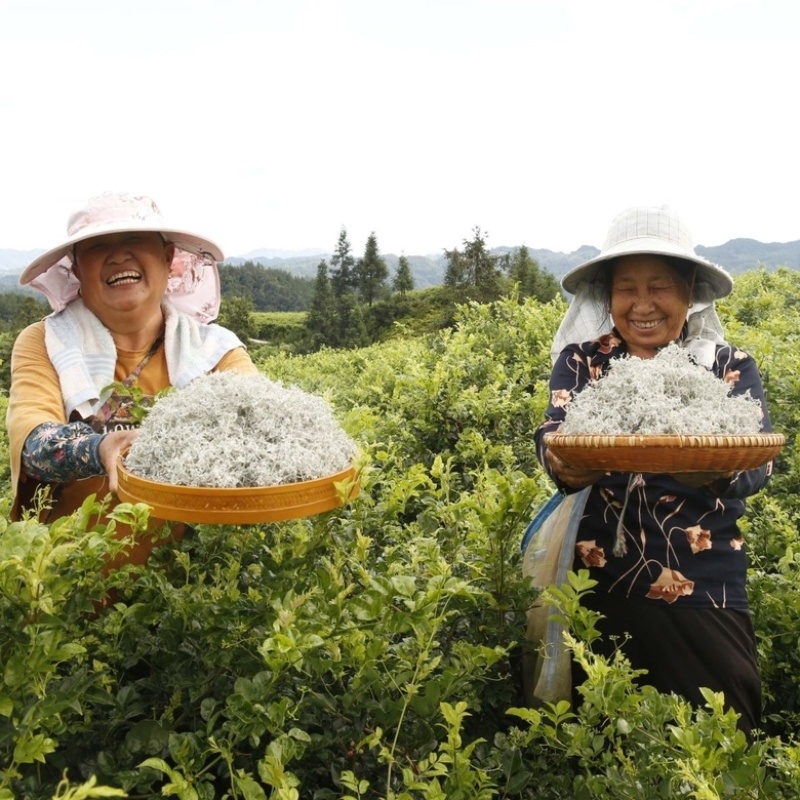 湖北恩施藤茶核心产区批发供应