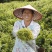 湖北恩施藤茶核心产区批发供应