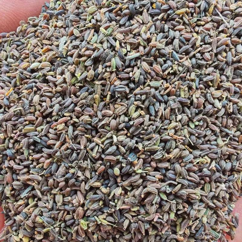 北柴胡籽。红根直条北柴胡，产地直发量大从优