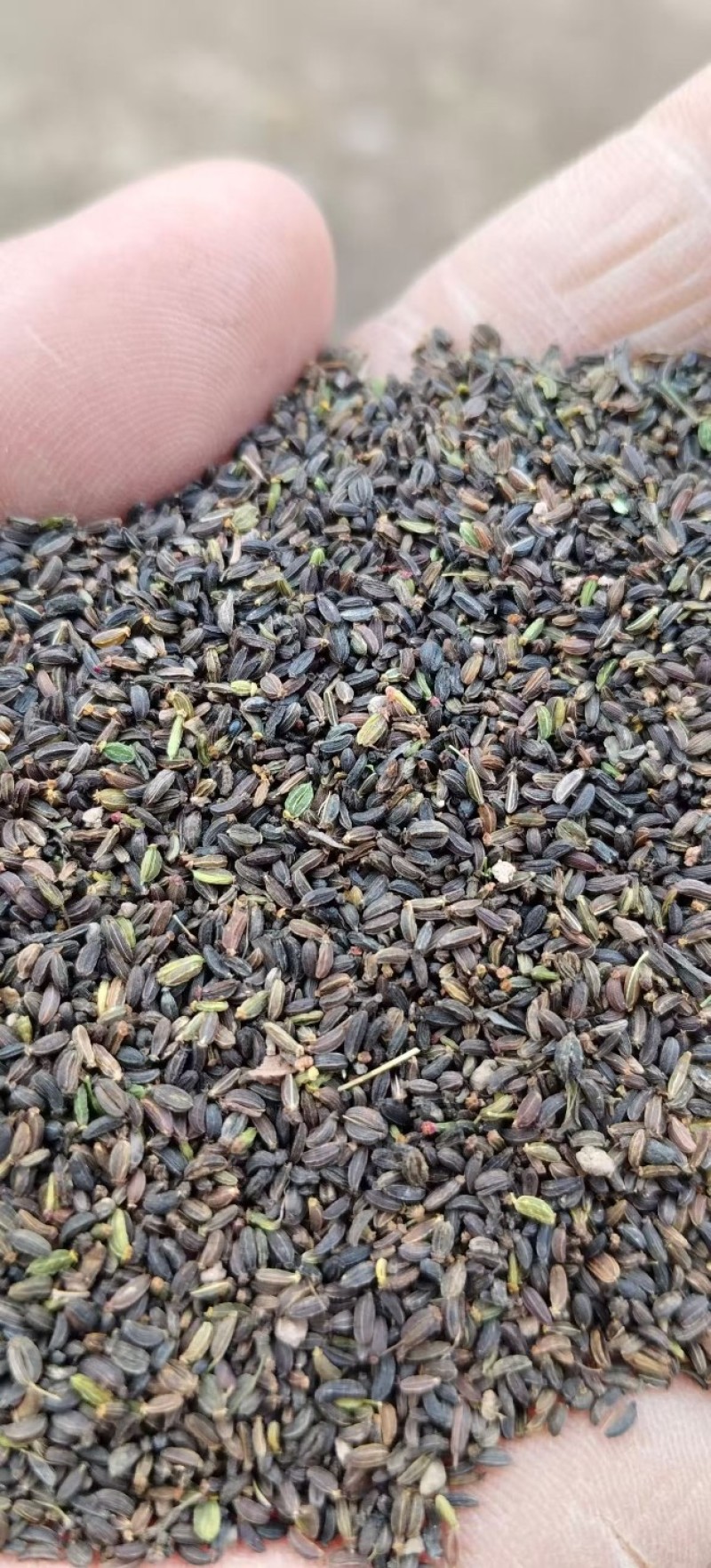 北柴胡籽。红根直条北柴胡，产地直发量大从优