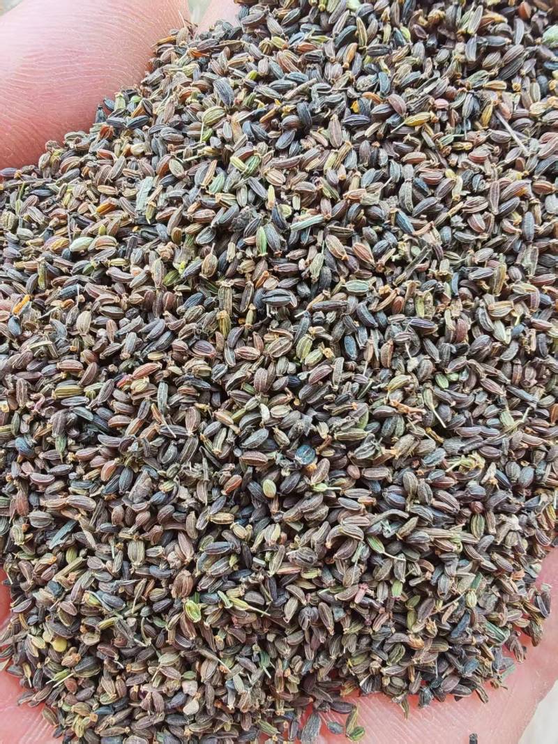 北柴胡籽。红根直条北柴胡，产地直发量大从优