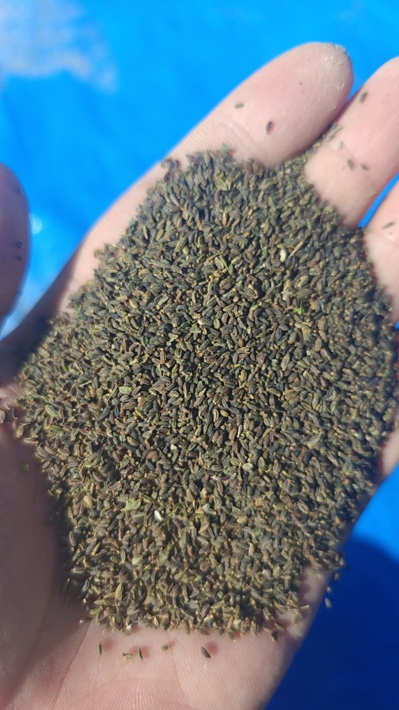北柴胡籽。红根直条北柴胡，产地直发量大从优
