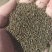 北柴胡籽。红根直条北柴胡，产地直发量大从优