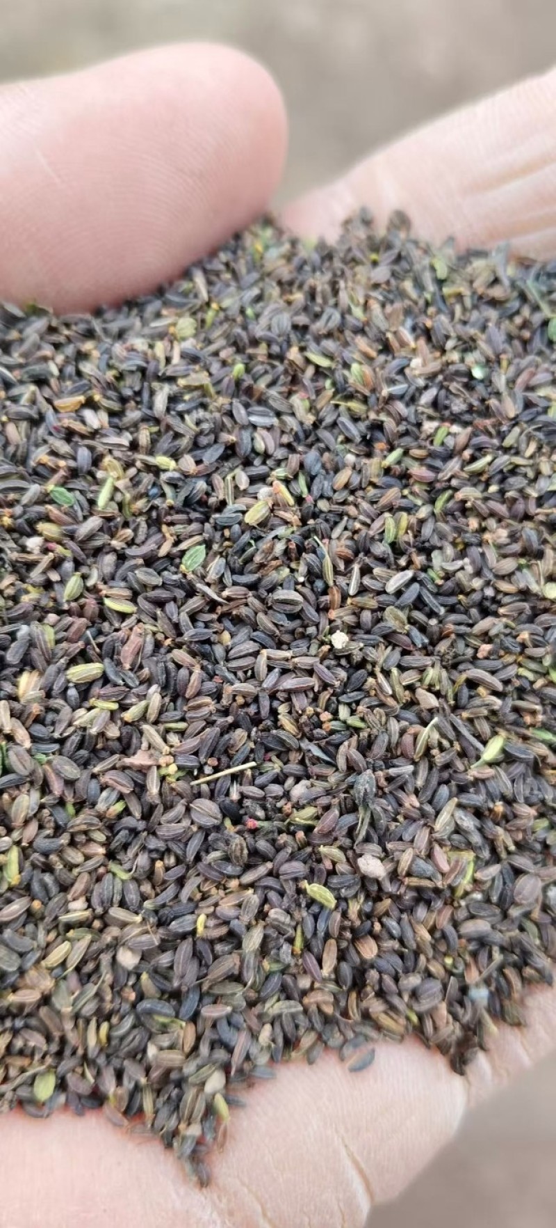 北柴胡籽。红根直条北柴胡，产地直发量大从优