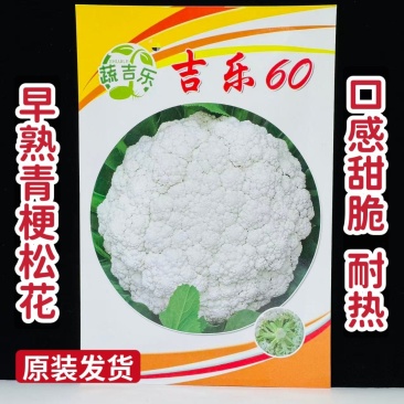 吉乐60天松花菜种子早熟耐热青梗松花菜种子口感甜脆半松
