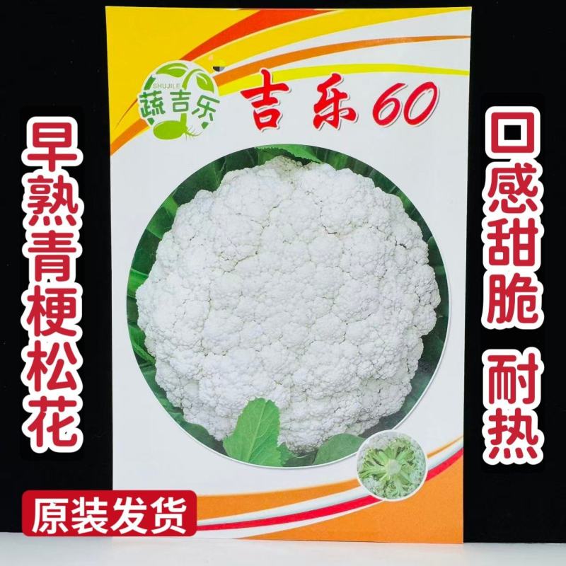 吉乐60天松花菜种子早熟耐热青梗松花菜种子口感甜脆半松