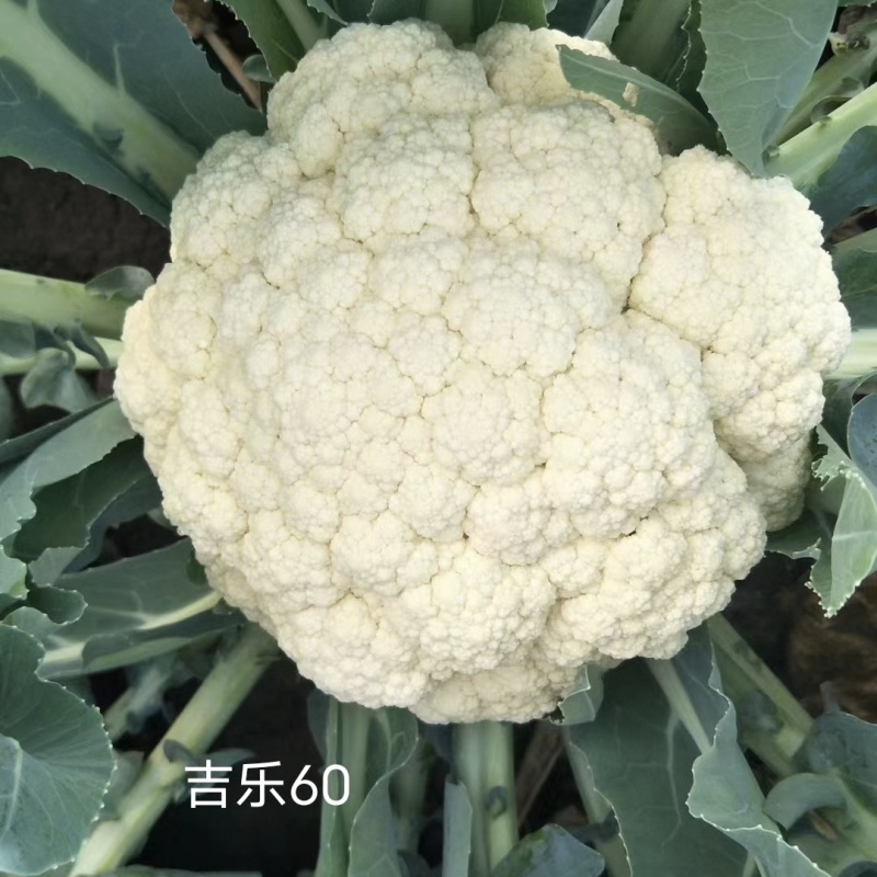 吉乐60天松花菜种子早熟耐热青梗松花菜种子口感甜脆半松