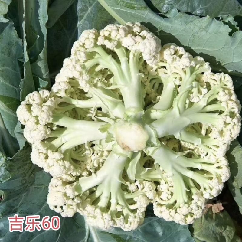 吉乐60天松花菜种子早熟耐热青梗松花菜种子口感甜脆半松