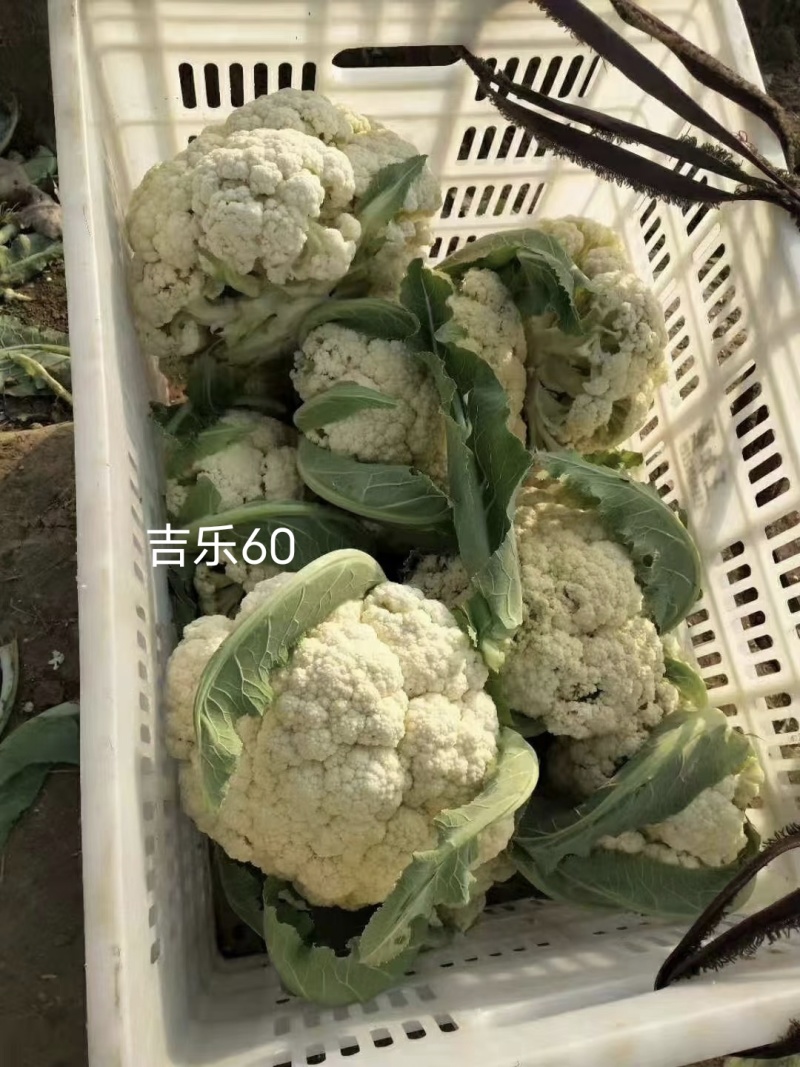 吉乐60天松花菜种子早熟耐热青梗松花菜种子口感甜脆半松