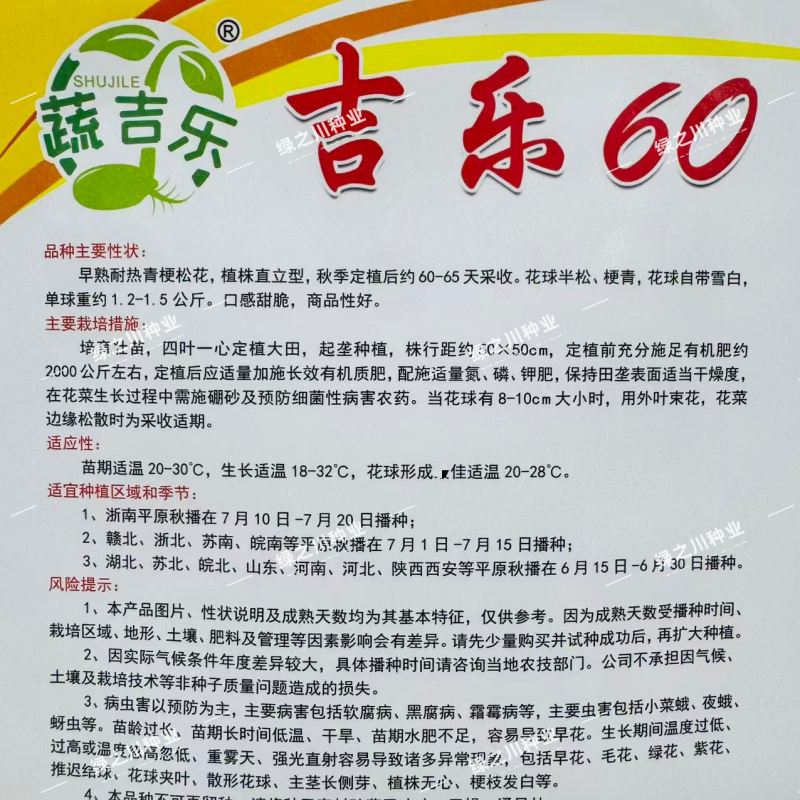 吉乐60天松花菜种子早熟耐热青梗松花菜种子口感甜脆半松