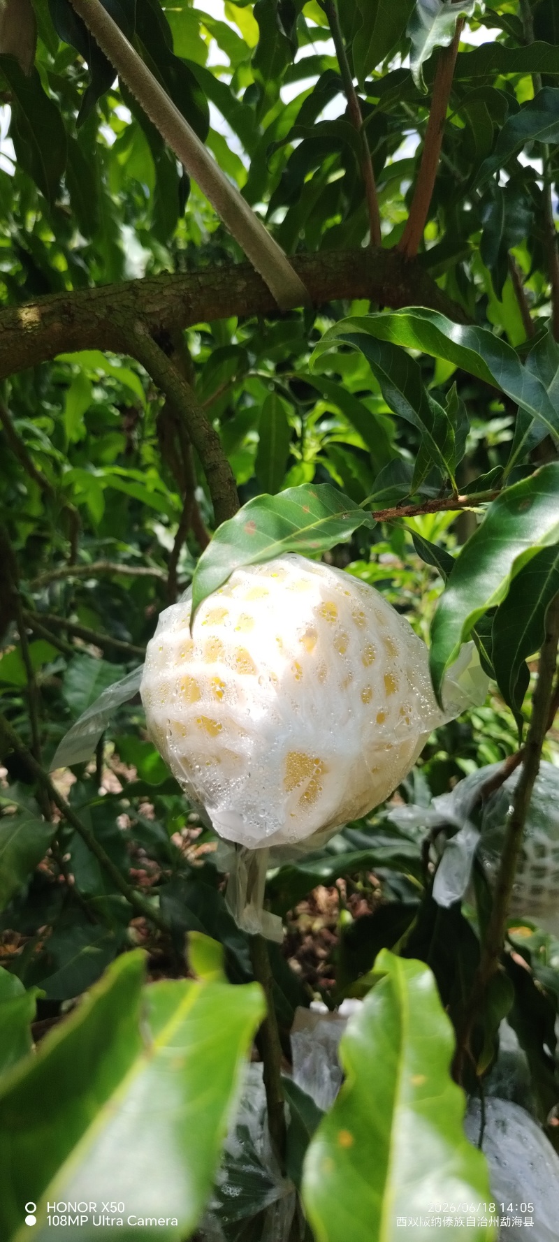 西双版纳黄晶果一手货源产地直发品质保证