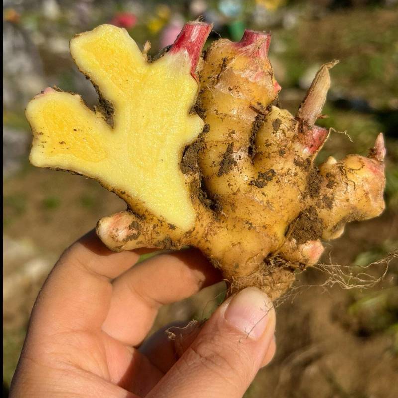 小黄姜
