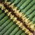 精品黄瓜山东黄瓜一手货源保质保量对接市场档口商超电商欢迎
