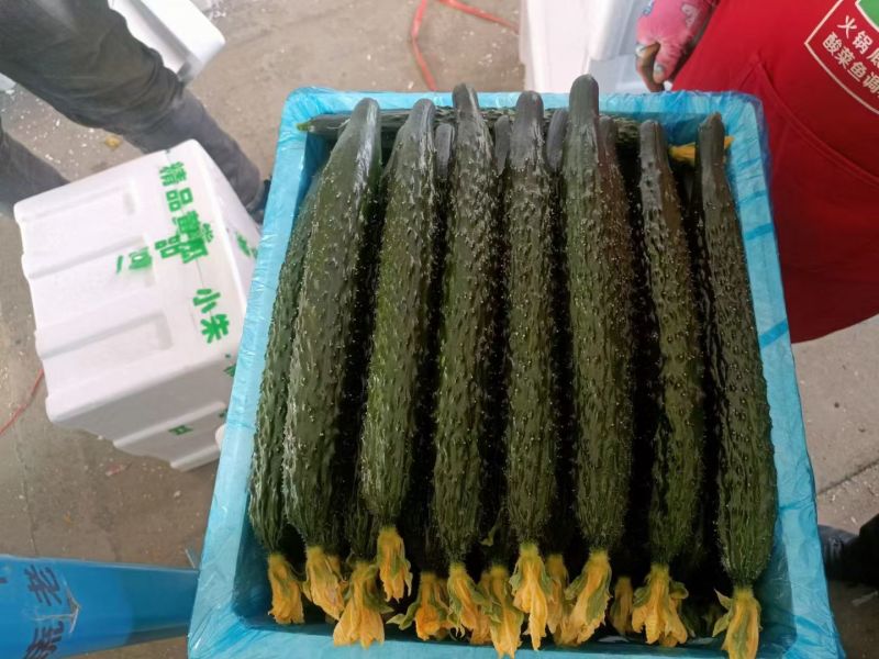 精品黄瓜山东黄瓜一手货源保质保量对接市场档口商超电商欢迎