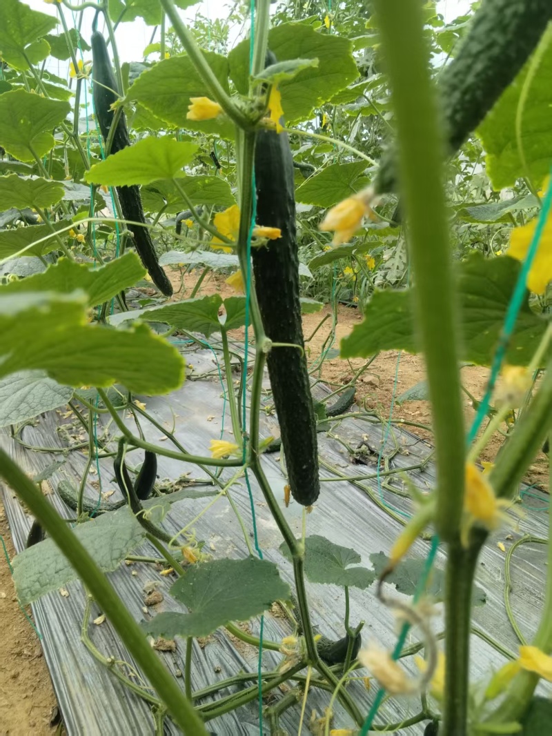 精品黄瓜山东黄瓜一手货源保质保量对接市场档口商超电商欢迎