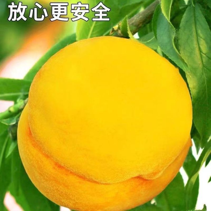 山东黄毛桃黄金蜜现摘脆甜多汁产地直供电商商超市场大量批发