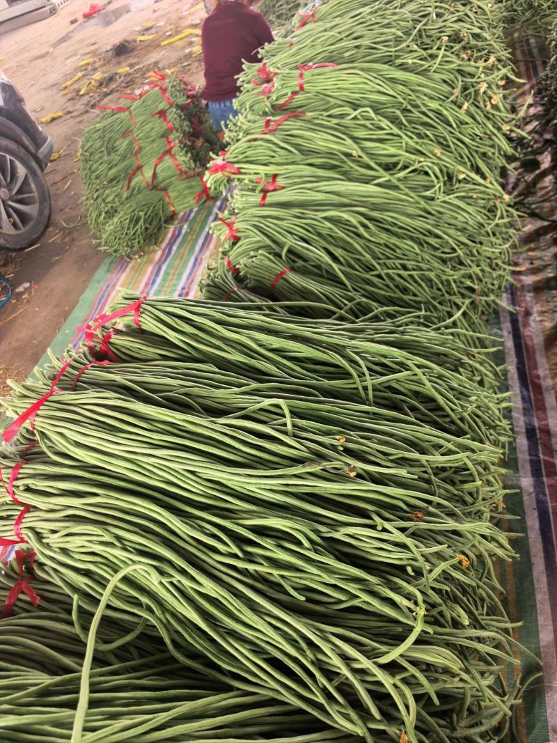 精品长豆角山东长豆角产地大量上市对接市场电商欢迎咨询