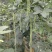 精品长豆角山东长豆角产地大量上市对接市场电商欢迎咨询