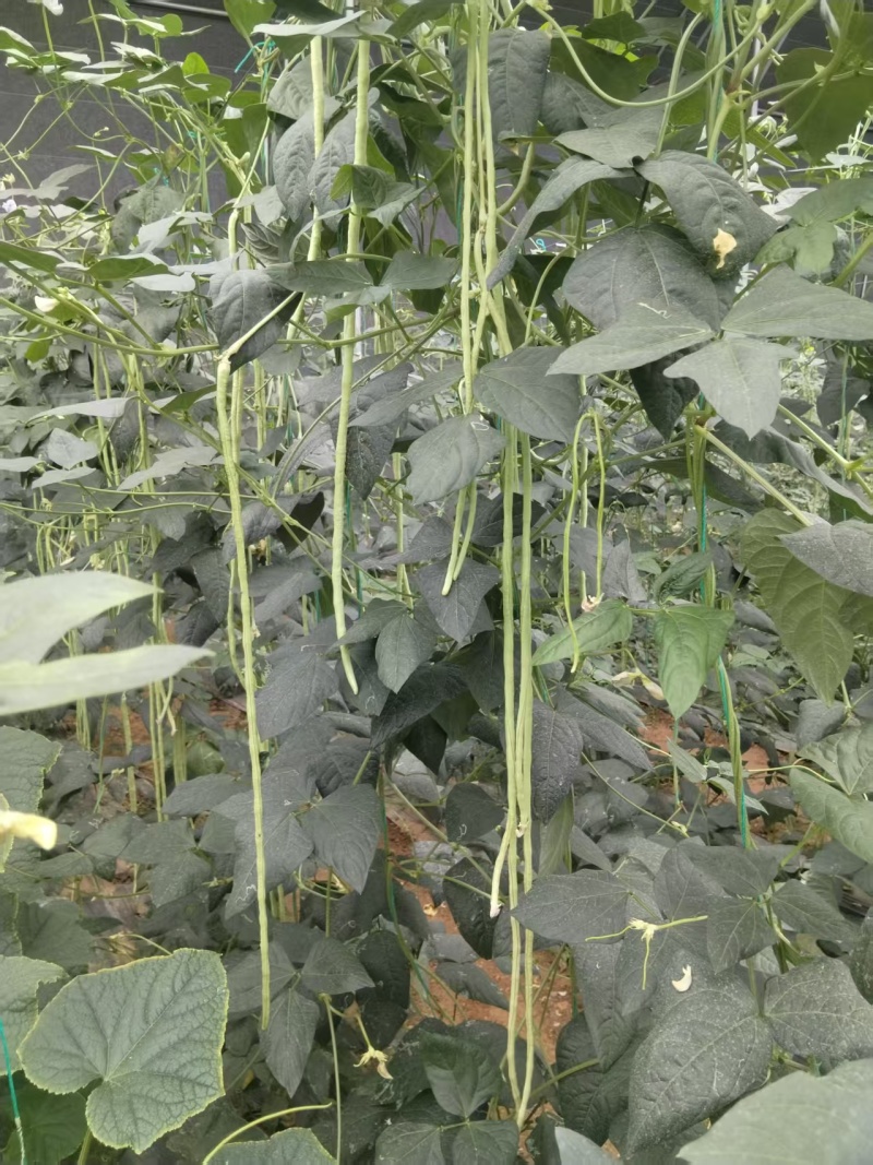 精品长豆角山东长豆角产地大量上市对接市场电商欢迎咨询