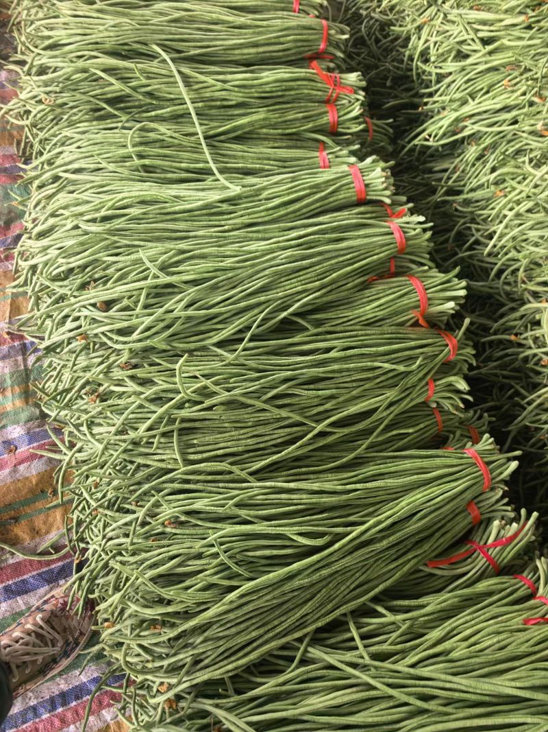 精品长豆角山东长豆角产地大量上市对接市场电商欢迎咨询