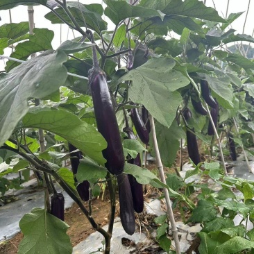山东黑长茄自家种植保质保量价格优惠一条龙服务欢迎咨询