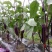 山东黑长茄自家种植保质保量价格优惠一条龙服务欢迎咨询