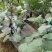 山东黑长茄自家种植保质保量价格优惠一条龙服务欢迎咨询