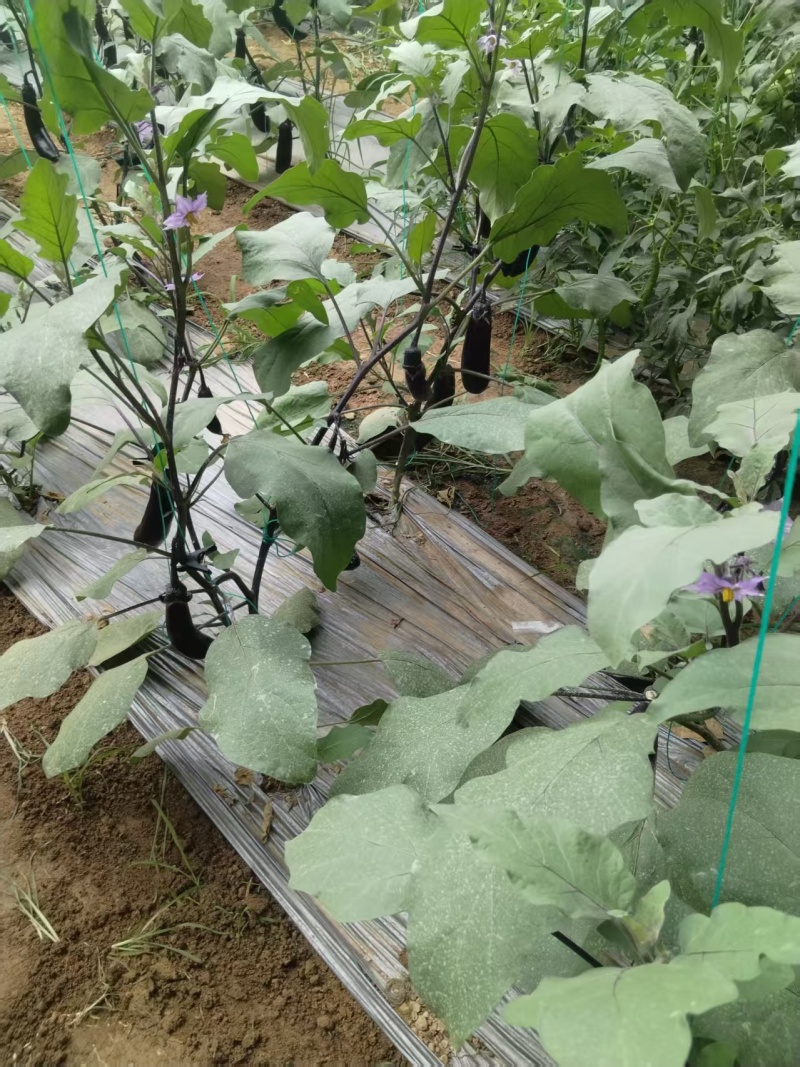 山东黑长茄自家种植保质保量价格优惠一条龙服务欢迎咨询