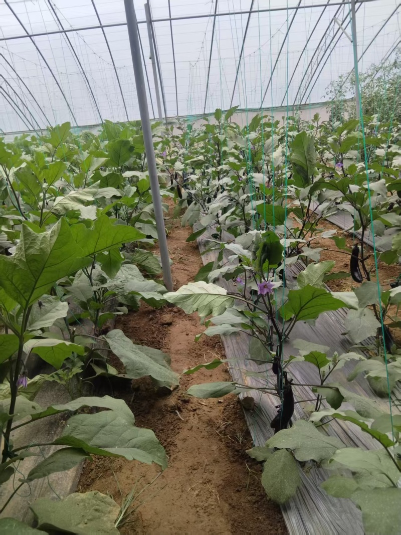 山东黑长茄自家种植保质保量价格优惠一条龙服务欢迎咨询