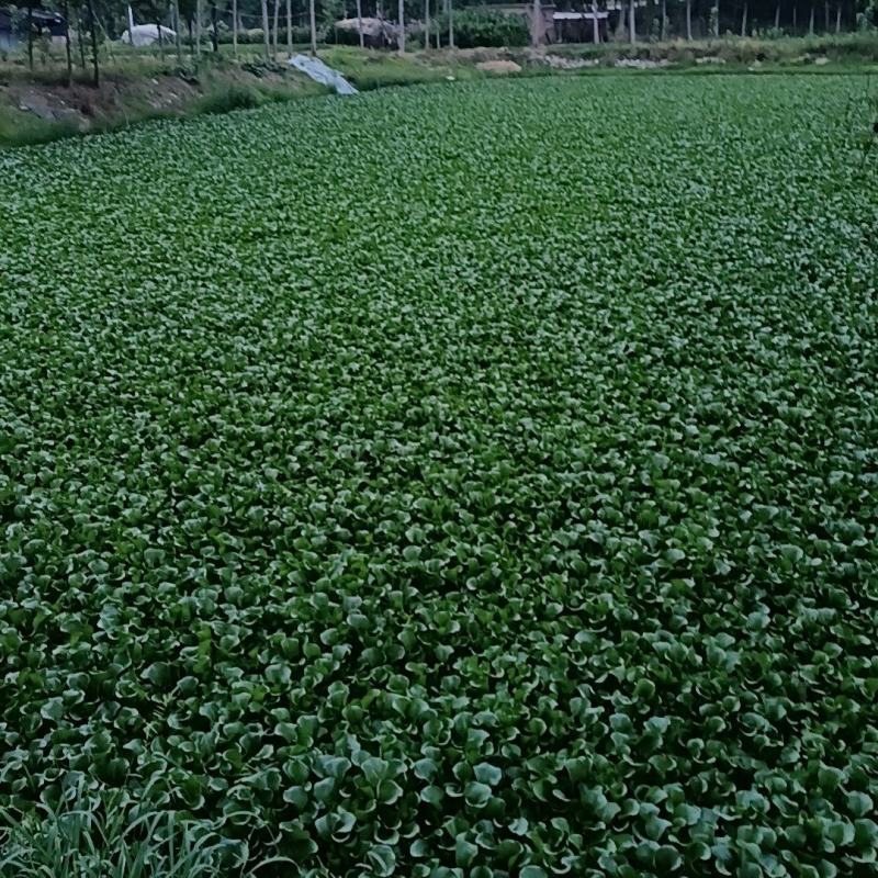 水鲜花水芙蓉