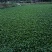 水鲜花水芙蓉