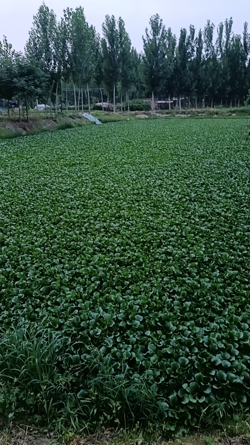 水鲜花水芙蓉