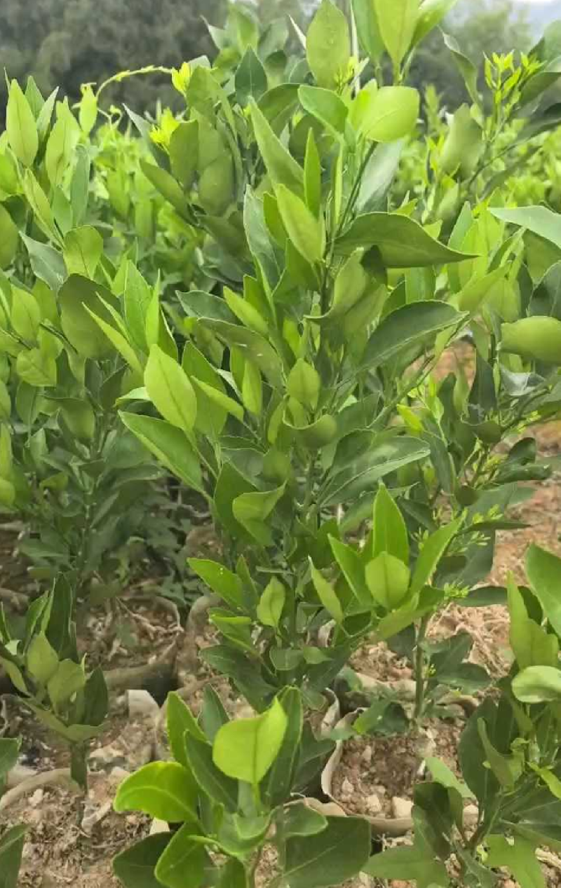 甘平柑橘苗，甘平苗柑桔苗，四川简阳，大量有货，保湿发货